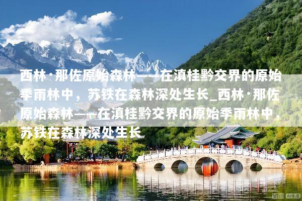 西林·那佐原始森林——在滇桂黔交界的原始季雨林中，苏铁在森林深处生长_西林·那佐原始森林——在滇桂黔交界的原始季雨林中，苏铁在森林深处生长