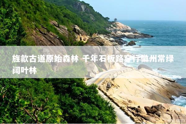 旌歙古道原始森林 千年石板路穿行徽州常绿阔叶林