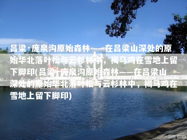 吕梁·庞泉沟原始森林——在吕梁山深处的原始华北落叶松与云杉林中，褐马鸡在雪地上留下脚印(吕梁·庞泉沟原始森林——在吕梁山深处的原始华北落叶松与云杉林中，褐马鸡在雪地上留下脚印)